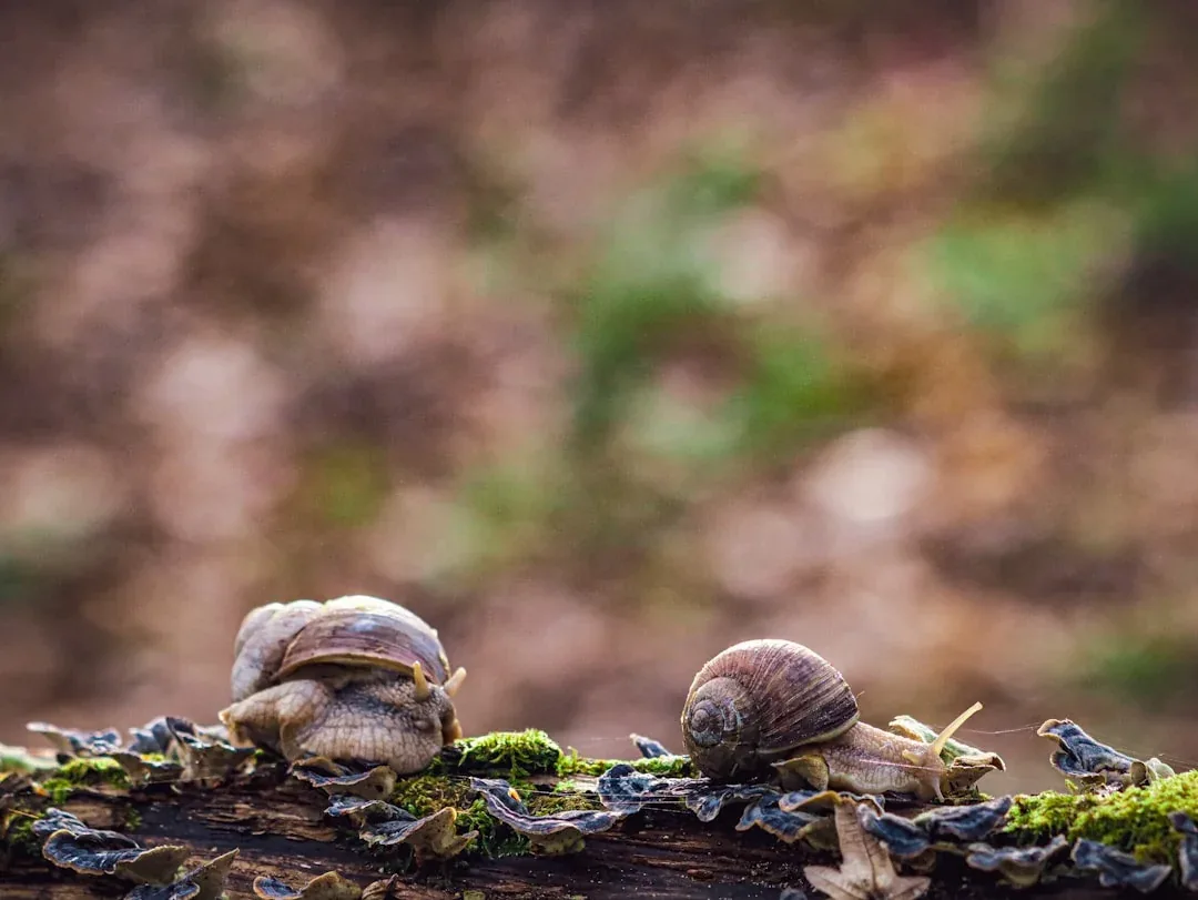Snail Farms in the Office: A Cautionary Tale for Commercial Landlords, VacatAd blog cover image